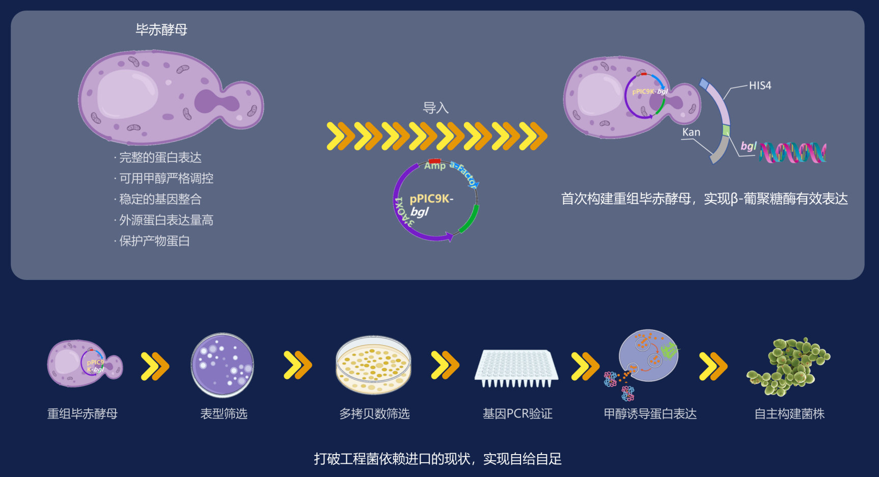 核心技术一：自构建菌株